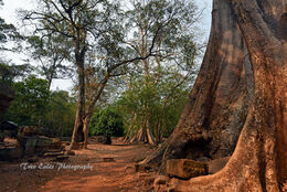 Strangler Fig at Angkor Thom