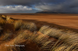 Sandscale Haws looking toward Black Combe
