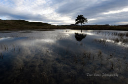 Kelly Hall Tarn