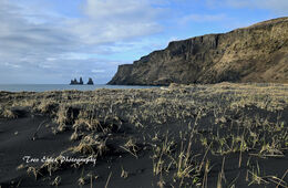 The beach at Vik