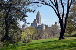 Central Park view