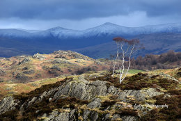 Holme Fell sentinals
