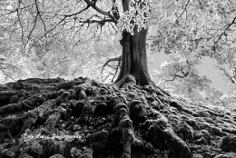 The Halloween Tree