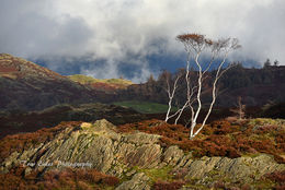Holme Fell sentinals.