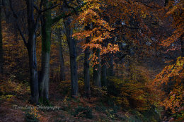 Enchanted Forest