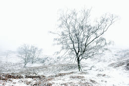 Winter Wonderland: Holme Fell.