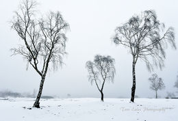 Winter Sentinals: Hodge Close.