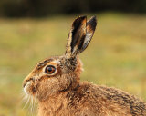 Brown Hare
