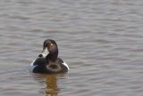 TUFTED DUCK