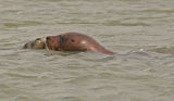 COMMON SEALS
