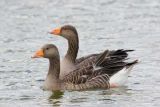 GREYLAG GEESE