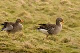 GREYLAG GEESE