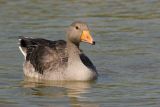 GREYLAG GOOSE
