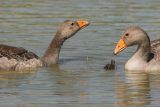 GREYLAG GOOSE