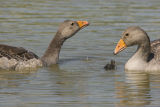 GREYLAG GOOSE