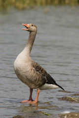 GREYLAG GOOSE