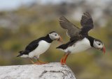 PUFFINS