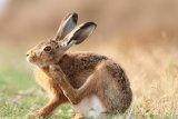 BROWN HARES