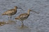 Curlew