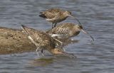 Curlew