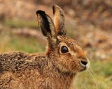 Brown Hare