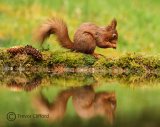 RED SQUIRRELS