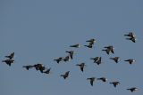 BRENT GEESE