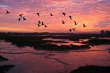 BRENT GEESE AT SUNSET