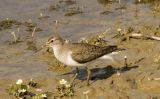 Wood Sandpiper