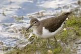 Common Sandpiper