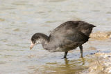 Coot