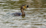 Cormorant