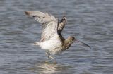 Curlew