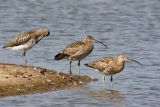 Curlew