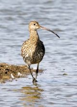 Curlew
