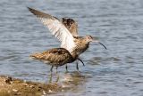 Curlew