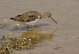 Green Sandpiper
