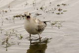 Juv. Blackheaded Gull