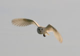 Barn Owl