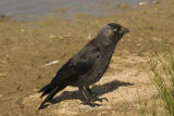 Jackdaw