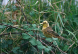 Yellowhammer