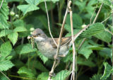 Whitethroat