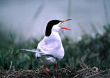 Common Tern