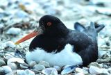 Oystercatcher