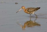 Black-tailed Godwit