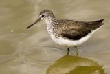Green Sandpiper