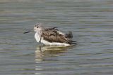 Greenshank