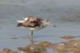 Greenshank
