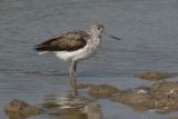 Greenshank