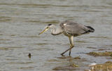 Heron
